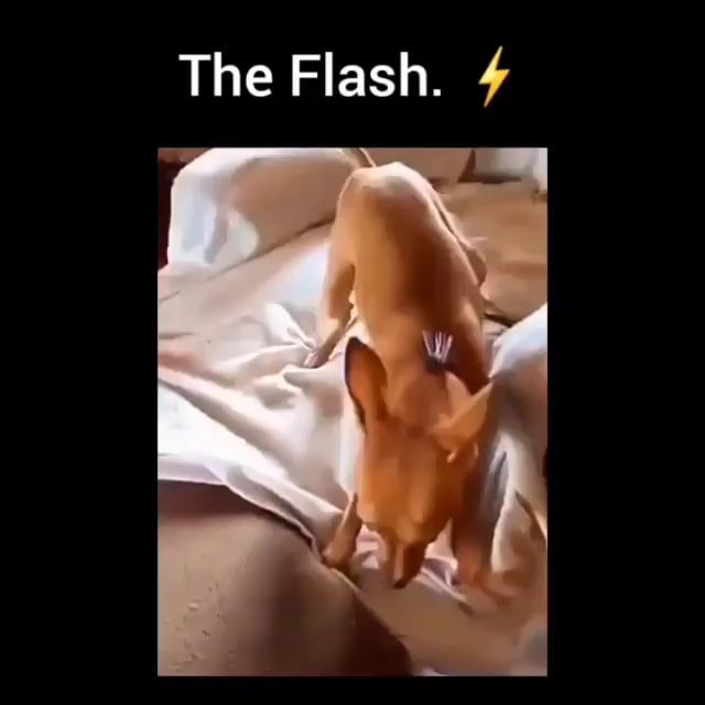 Flash dog, Funny Dog, Funny Pet, Flash
