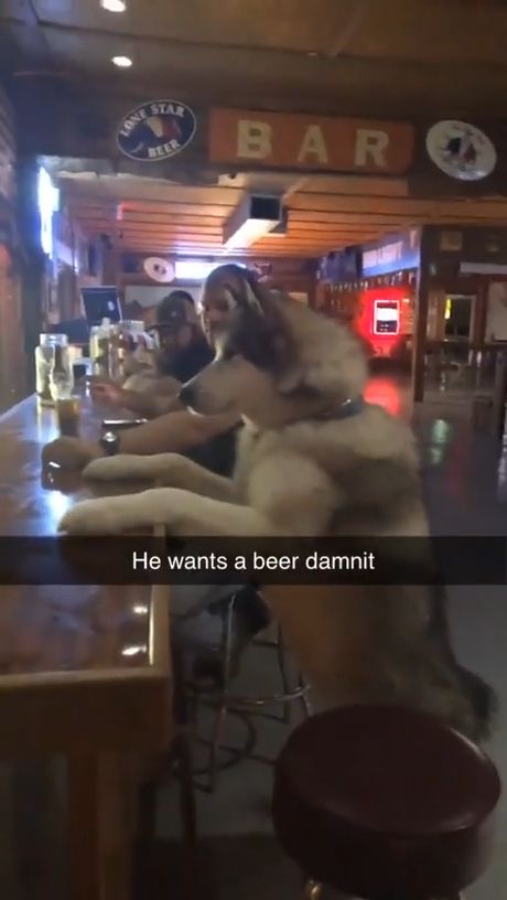Reason dogs banned in bars, funny husky, funny dog, pet, bar, beer.