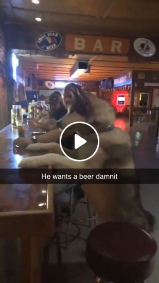 Reason dogs banned in bars