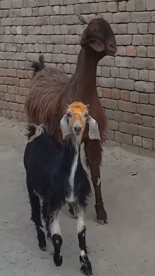 Goats Dancing To Stayin' Alive By Bee Gees. Goat. Funny Animal Videos. Dance.