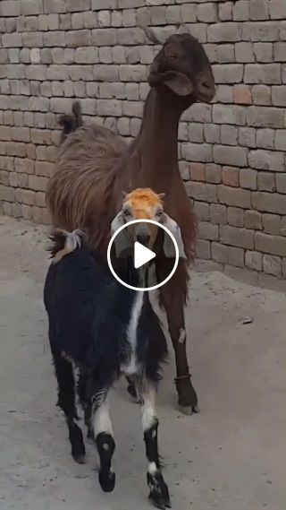 Goats Dancing To Stayin' Alive By Bee Gees