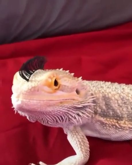 Dragon Boy Gets New Haircut. Funny. Funny Pet. Lizard. Hair.