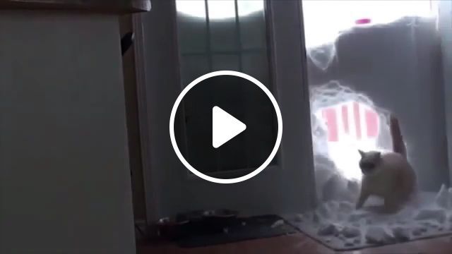This Is Sparta - Video & GIFs | sparta, cat, pet, snow