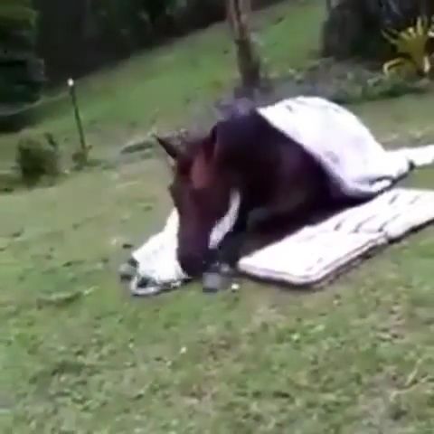Good Night Everyone!. Sleep. Horse. Animal. Smart.