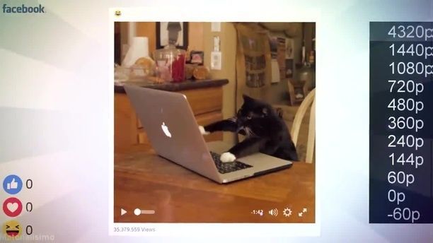 Hacker Cat. Cat. Pet. Mark Zuckerberg. Hacker. Facebook.