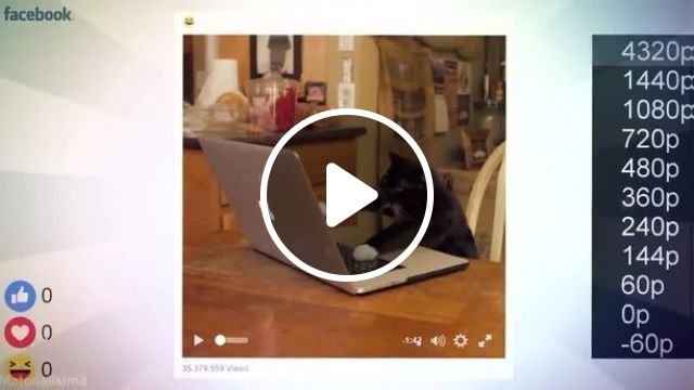 Hacker Cat - Video & GIFs | cat, pet, mark zuckerberg, hacker, facebook