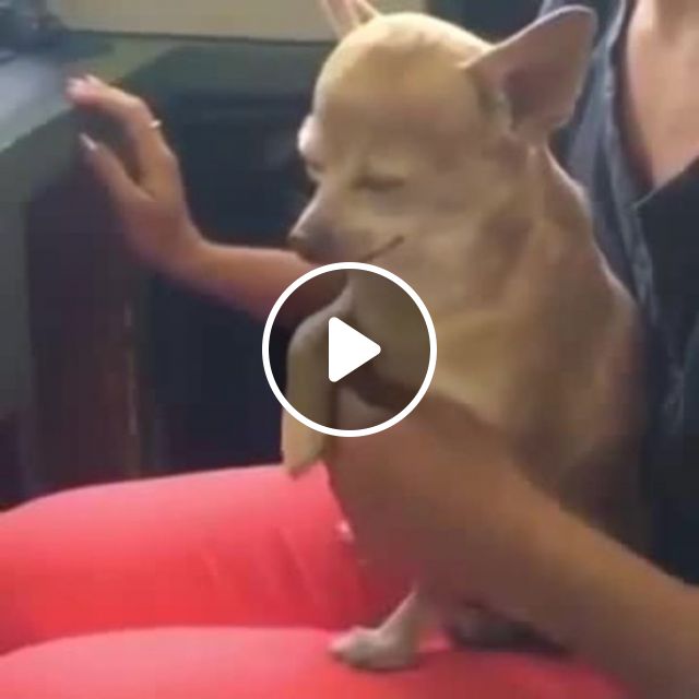 Love Me Tender - Video & GIFs | dog, pet, boss, love