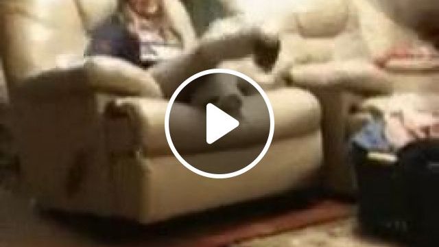 Funny Dog GIFs - And His Name Is John Cena. Funny Dog Gifs. Funny Pet Gifs. John Cena. Jump. Sofa. #0