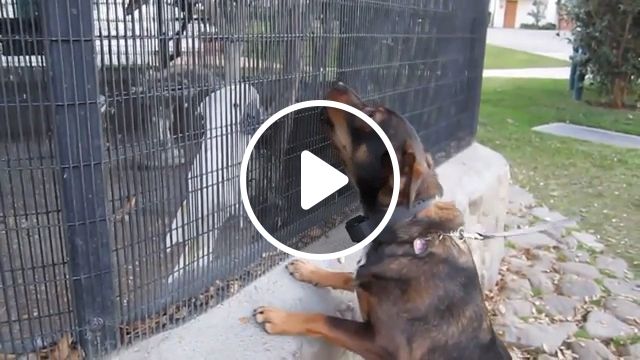 Parrot Teasing Dog, Woof Woof. Funny Animal Gifs. Dog. Parrot. Zoo. #1
