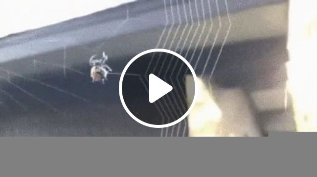 Master Built - Video & GIFs | spider, bug, work