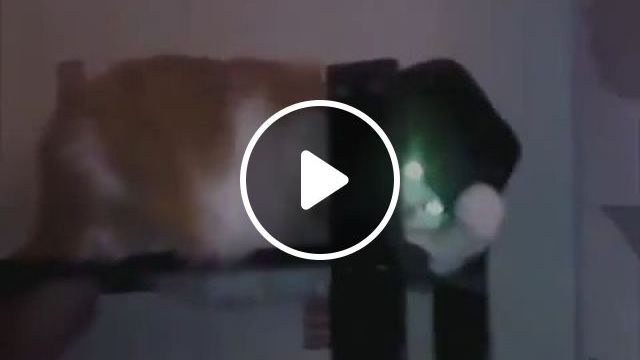 Michael Jackson Meow Meow. Funny Cat Gifs. Funny Pet Gifs. Michael Jackson. Hat. #0 Michael Jackson Meow Meow. Funny Cat Gifs. Funny Pet Gifs. Michael Jackson. Hat. #0