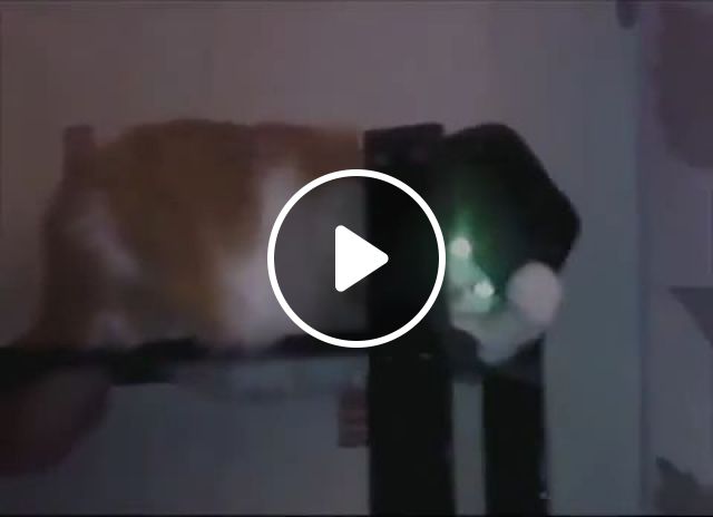 Michael Jackson Meow Meow - Video & GIFs | funny cat gifs, funny pet gifs, michael jackson, hat