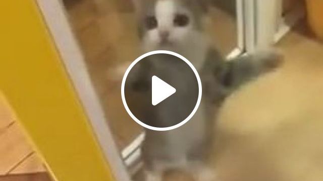 Little Cat Dancing - Video & GIFs | cat, kitty, dance, adorable, pet