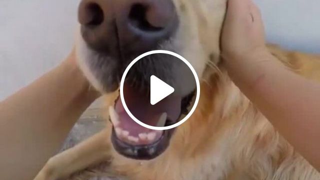 Dogs Really Want Their Owners To Do This - Video & GIFs | cute dog, cute pet, golden retriever