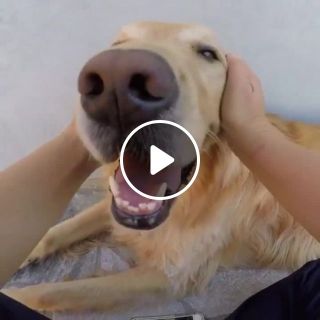 Dogs Really Want Their Owners To Do This