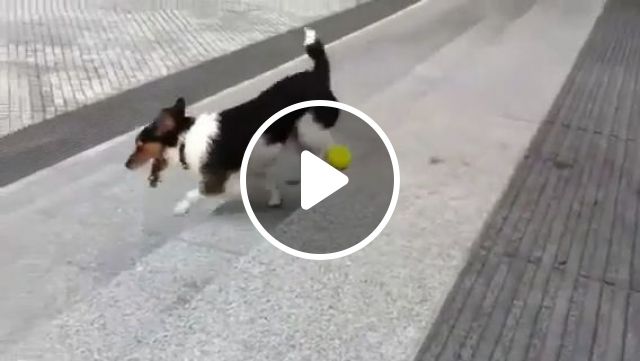This's The Best Way When No One Plays With You - Video & GIFs | dog, smart, pet, play