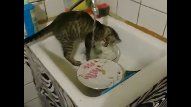 Cats Like To Do Housework. Funny Cat. House Wipes. Funny Pet. Porcelain Plate. Housework. Water Tap. Sink.