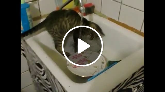 Cats Like To Do Housework - Video & GIFs | funny cat, house wipes, funny pet, porcelain plate, housework, water tap, sink