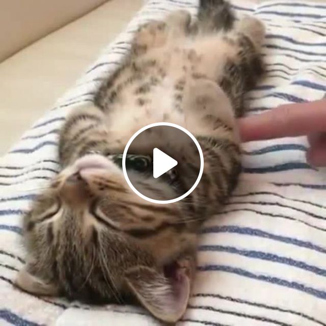 The Cutest Sleeping Kitten You Will Ever See! - Video & GIFs | kitty, sleep, pet, adorable
