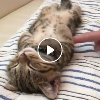 The cutest sleeping kitten you will ever see!