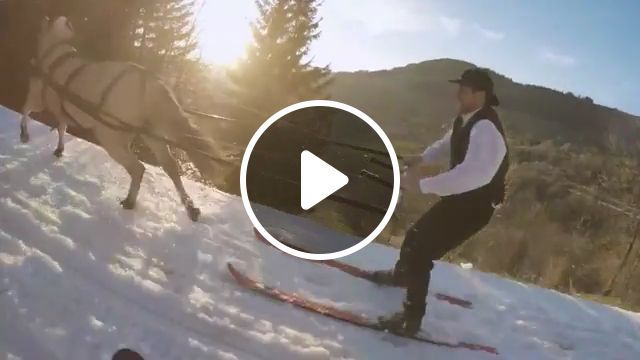 The Great Coordination! - Video & GIFs | horse, snow, funny