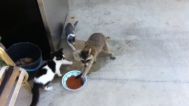 Thank you..., cat, raccoon, eat, animal.