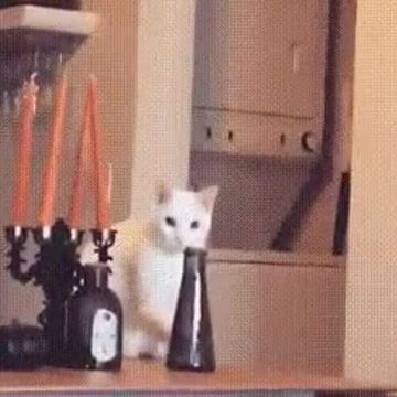 The cat, the vase and the squirrel memes - Video & GIFs | cat memes,vase memes,squirrel memes,scream memes,screaming memes,table memes,mashup