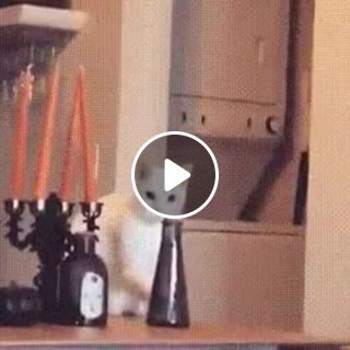 The cat, the vase and the squirrel memes