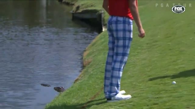 It's hard to play golf while standing near a crocodile, golf, funny, wild animal, crocodile, funny videos.