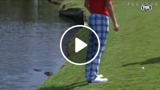 It's hard to play golf while standing near a crocodile