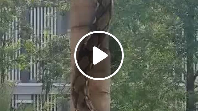 OMG, How Did You See The Python Climbing Trees?. Python. Wild Animal. Climb. #0