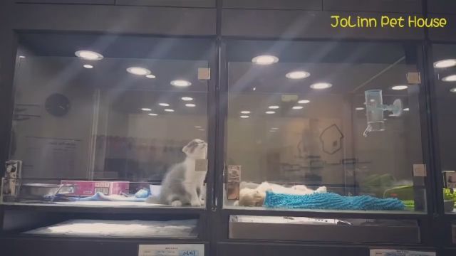 Adorable cat try to climb wall to play with dog, Adorable, Cutecats, Pet, Dog