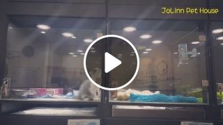 Adorable cat try to climb wall to play with dog