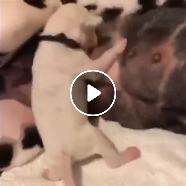 Mischievous Puppy - Video & GIFs | funny dog videos, funny pet, funny puppy, funny dalmatian