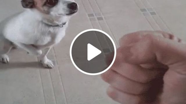 He Is An Excellent Actor - Video & GIFs | funny dog, boss, talent, funny pet, excellent actor