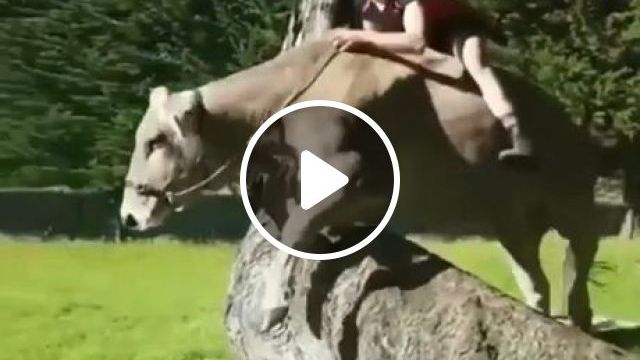Cow Rider - Video & GIFs | cow, riding, funny animal, funny