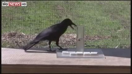 Raven intelligence test amazes, raven, intelligence test, bird, animal.
