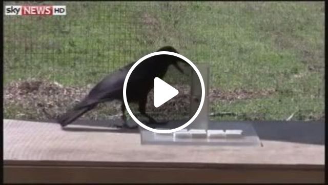 Raven Intelligence Test Amazes - Video & GIFs | raven, intelligence test, bird, animal