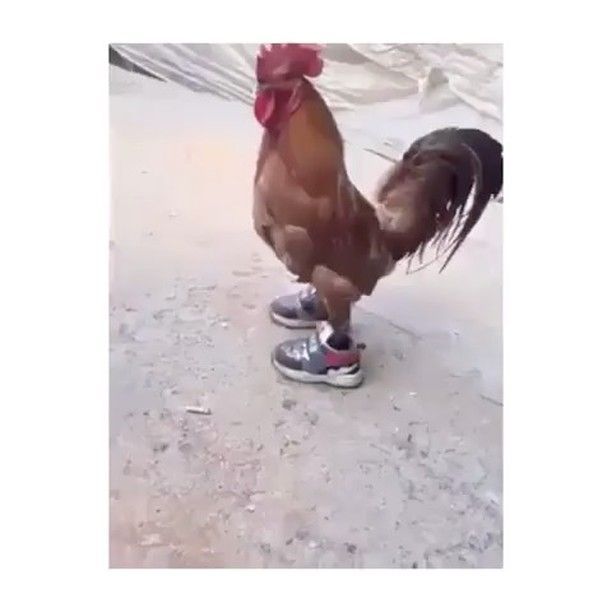 His shoes are beautiful, chicken, shoes, funny animal, rooster.