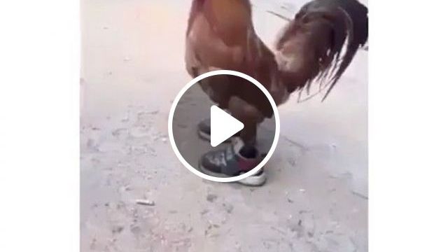 His Shoes Are Beautiful - Video & GIFs | chicken, shoes, funny animal, rooster