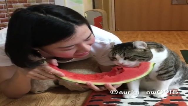 Watermelon is his favorite dish, cat, eat, watermelon, pet, cute.