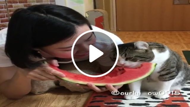 Watermelon Is His Favorite Dish - Video & GIFs | cat, eat, watermelon, pet, cute