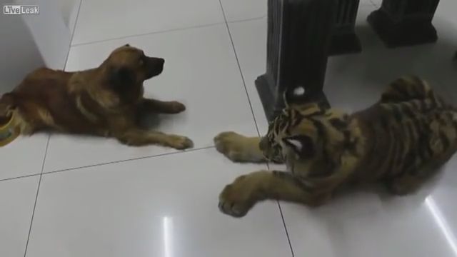 Wat? is this a tiger?, funny dog, tiger, funny pet, funny animal, dog food, dog bowls.