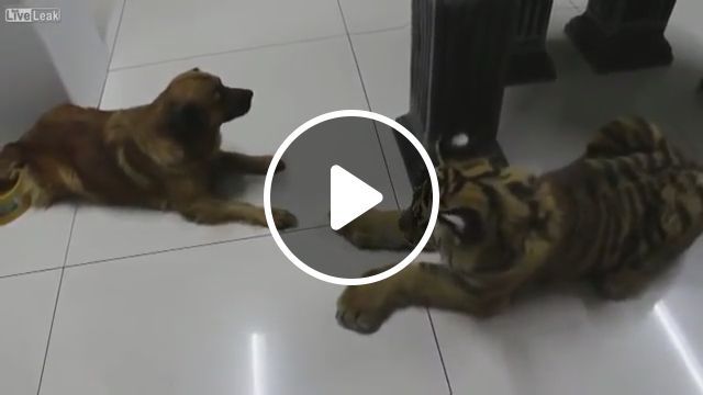 Wat? Is This A Tiger? - Video & GIFs | funny dog, tiger, funny pet, funny animal, dog food, dog bowls