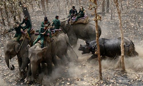 Rhino Attacks Elephants Before Returning To The Forest. Rhino. Attacks. Elephants. Wild. Forest. Animal.