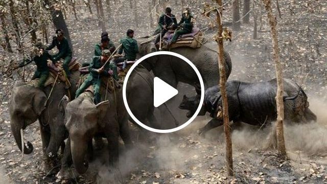 Rhino Attacks Elephants Before Returning To The Forest. Rhino. Attacks. Elephants. Wild. Forest. Animal. #0