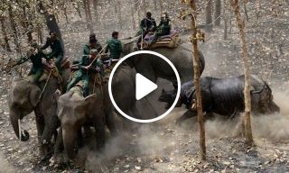 Rhino attacks elephants before returning to the forest