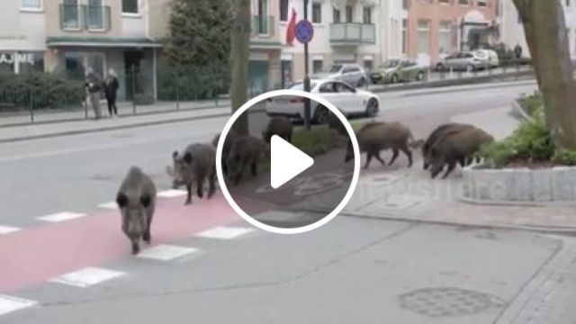 The Family Of Wild Pigs Walking Around The Street. Wild Pigs. Wild Animal. Car. Pig. #0