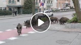 The family of wild pigs walking around the street
