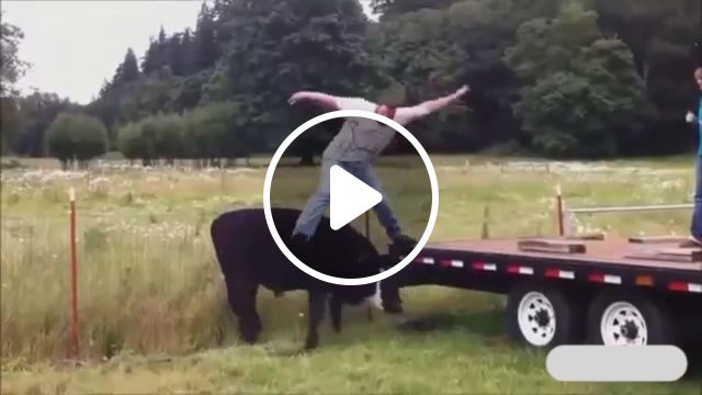 If You Are Confident You Will Succeed, Haha - Video & GIFs | cow, funny, stupid
